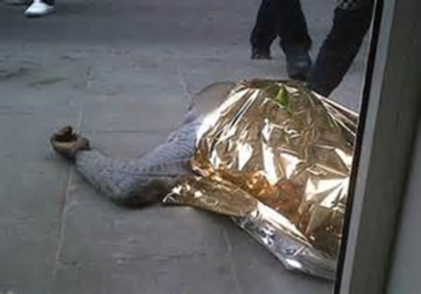 Bologne : Un Sénégalais tué dans une affaire de drogue Bologne : Un Sénégalais tué dans une affaire de drogue