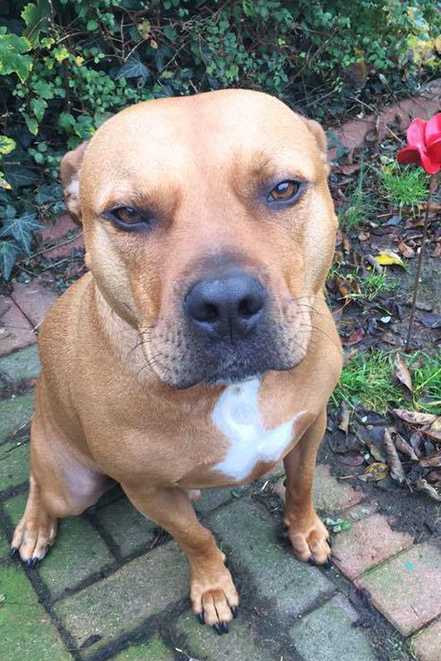 Un bébé de 4 mois dans les bras de sa mère, attaqué et tué par le chien domestique de la maison Un bébé de 4 mois dans les bras de sa mère, attaqué et tué par le chien domestique de la maison