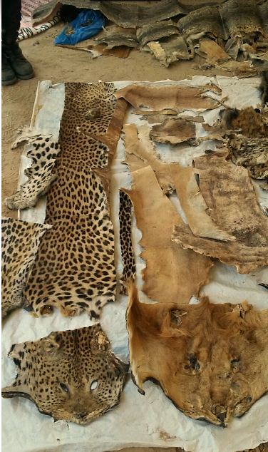 Criminalité faunique : Un trafiquant majeur arrêté à Kaolack avec une grande quantité de contrebande de peaux de lions et autres espèces rares Criminalité faunique : Un trafiquant majeur arrêté à Kaolack avec une grande quantité de contrebande de peaux de lions et autres espèces rares