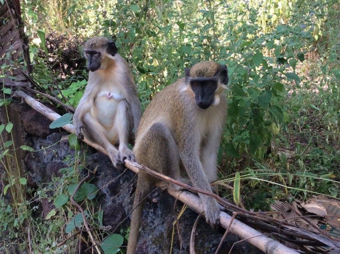 Le Parc National de Niokolo Koba Le Parc National de Niokolo Koba