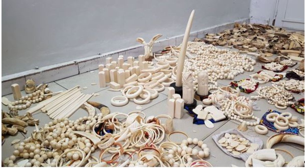 Criminalité faunique : Saisie de 780 pièces d’Ivoire d’éléphant au marché artisanal de Soumbedioune Criminalité faunique : Saisie de 780 pièces d’Ivoire d’éléphant au marché artisanal de Soumbedioune