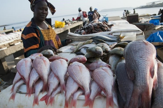 Exportation de farine de poisson : Greenpeace dénonce cette pratique Exportation de farine de poisson : Greenpeace dénonce cette pratique