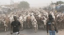 Cheikh Béthio Thioune fait sa démonstration de force : 1000 bœufs pour un Magal de Berndé Cheikh Béthio Thioune fait sa démonstration de force : 1000 bœufs pour un Magal de Berndé