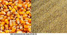 Semences : environ 80 millions distribués à des producteurs de Ziguinchor Semences : environ 80 millions distribués à des producteurs de Ziguinchor