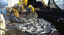 Les licences de pêche prolongées de trois mois depuis le 6 mai Les licences de pêche prolongées de trois mois depuis le 6 mai