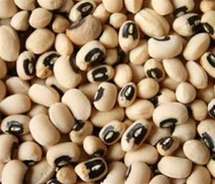 Mbacké : diagnostic sans complaisance de la situation du secteur agricole Mbacké : diagnostic sans complaisance de la situation du secteur agricole