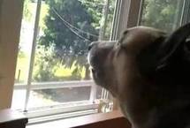 Ce chien tente de reproduire le son d'une sirène d'ambulance Ce chien tente de reproduire le son d'une sirène d'ambulance