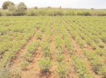 Kaolack : les élus locaux sensibilisés sur la restauration des terres dégradées Kaolack : les élus locaux sensibilisés sur la restauration des terres dégradées
