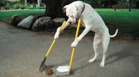 Jérusalem : fichage génétique des chiens pour lutter contre leurs déjections Jérusalem : fichage génétique des chiens pour lutter contre leurs déjections