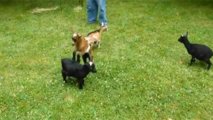 Une chèvre ninja! (vidéo) Une chèvre ninja! (vidéo)