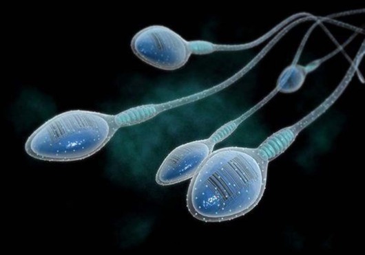 Infertilité : le sperme contient une protéine qui favorise l’ovulation Infertilité : le sperme contient une protéine qui favorise l’ovulation
