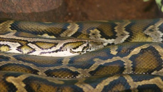 Ils sauvent un python de près de quatre mètres qui avait englouti un chien Ils sauvent un python de près de quatre mètres qui avait englouti un chien