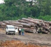 Exploitation transfrontalière et anarchique de bois a Bounkiling : Un Gambien et cinq Sénégalais arrêtés, des chinois dans le réseau Exploitation transfrontalière et anarchique de bois a Bounkiling : Un Gambien et cinq Sénégalais arrêtés, des chinois dans le réseau