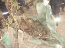 DÉCOUVERTE MACABRE À TAMBACOUNDA : Des squelettes retrouvés dans le lit du Mamacounda DÉCOUVERTE MACABRE À TAMBACOUNDA : Des squelettes retrouvés dans le lit du Mamacounda