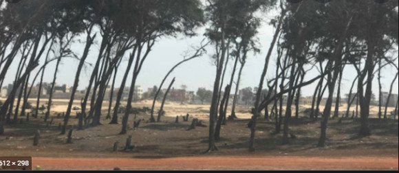 Déclassement de la bande des filaos : Des agents municipaux de Guédiawaye, demandent aux autorités de respecter la décision du Président Déclassement de la bande des filaos : Des agents municipaux de Guédiawaye, demandent aux autorités de respecter la décision du Président