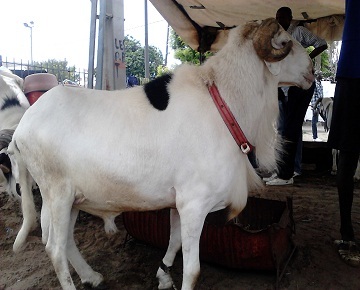 Tabaski 2014: Des responsables de l'APR vont offrir un mouton "ladoum" à Me Wade Tabaski 2014: Des responsables de l'APR vont offrir un mouton "ladoum" à Me Wade