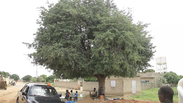 Quand le tamarinier du village de Hanène refuse de céder le passage aux caterpillars Quand le tamarinier du village de Hanène refuse de céder le passage aux caterpillars