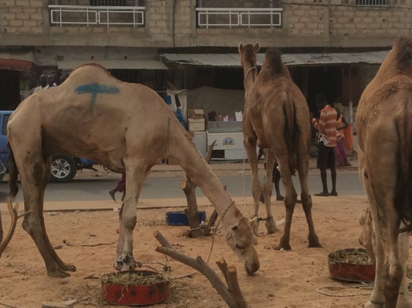 Photos - Magal de Touba 2015 : Cheikh Béthio Thioune étale toute sa puissance Photos - Magal de Touba 2015 : Cheikh Béthio Thioune étale toute sa puissance