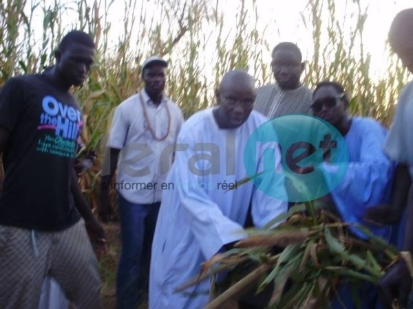 L'appel de Serigne Cheikh Saliou Mbacké pour les travaux champêtres 2015 du Daara de Lagane