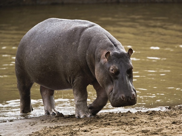 Alerte rouge : L’hippopotame de Gouloumbou refait surface Alerte rouge : L’hippopotame de Gouloumbou refait surface