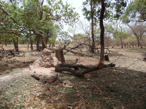Photos: Fandana: Les trafiquants de bois s’attaquent à un cimetière Photos: Fandana: Les trafiquants de bois s’attaquent à un cimetière
