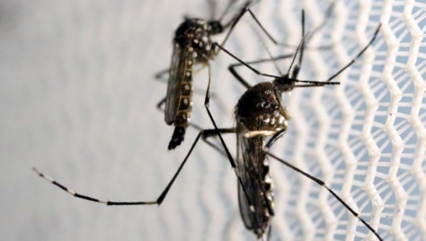 Le moustique «Aedes aegypti», ou moustique tigre, le même qui transmet la dengue et le Chikungunya, est responsable de la propagation du virus Zika. Le moustique «Aedes aegypti», ou moustique tigre, le même qui transmet la dengue et le Chikungunya, est responsable de la propagation du virus Zika.