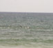 [Photo-Video] Quand baleines et dauphins s’invitent à l’Appel de Seydina Limamou Laye