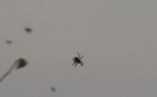Il pleut des araignées au Brésil