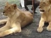 Macky Sall relance le tourisme local avec de vrais lions  ( Vidéo ) 