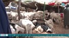 Louga : ventes timides au foirail à la veille de la Tabaski