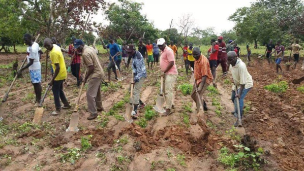 Bignona : Le président Mamina Kamara et Mamadou Lamine Keïta deviennent des "cultivateurs"