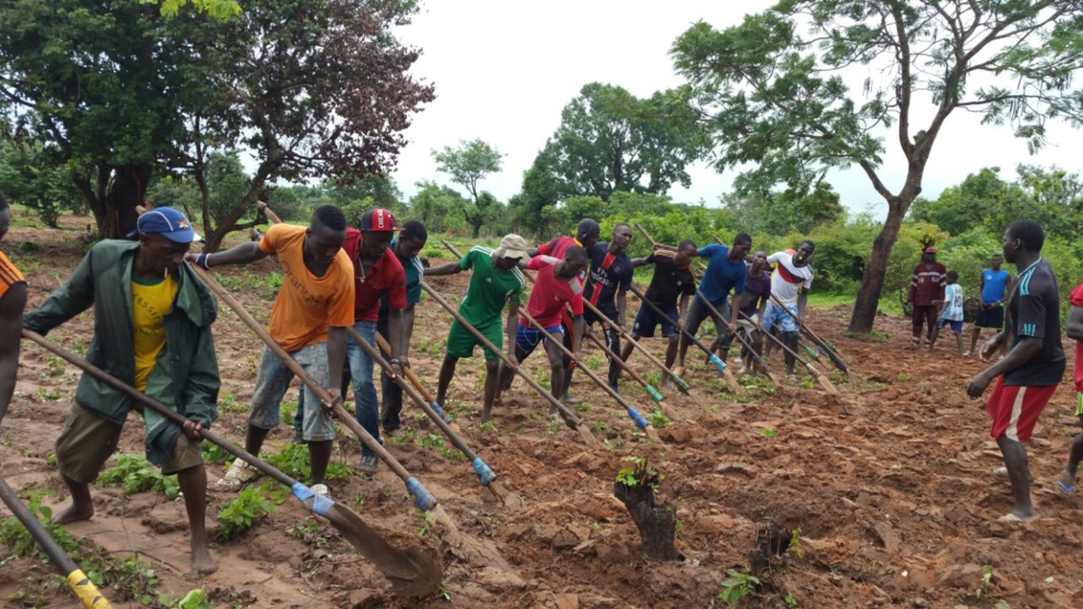 Bignona : Le président Mamina Kamara et Mamadou Lamine Keïta deviennent des "cultivateurs"