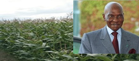 Le président Abdoulaye Wade sur la GOANA : ’’Les conditions sont réunies pour avoir de bonnes récoltes’’