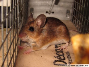 Insolite : une souris impliquée dans un trafic de drogue