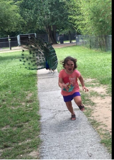 Cet enfant peut-il battre Usain Bolt?