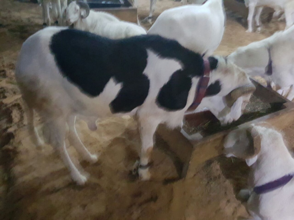 Opération Tabaski , Achetez un mouton selon votre budget à la Bergerie Khadim Rassoul