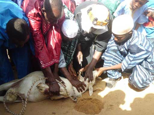 Contribution : Désormais la S.P.A interdit aux Sénégalais de tuer leurs moutons avec un couteau le jour de la tabaski