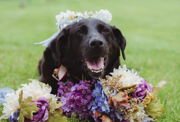 Incroyable! Un chien mourant insiste pour assister au mariage de sa maîtresse