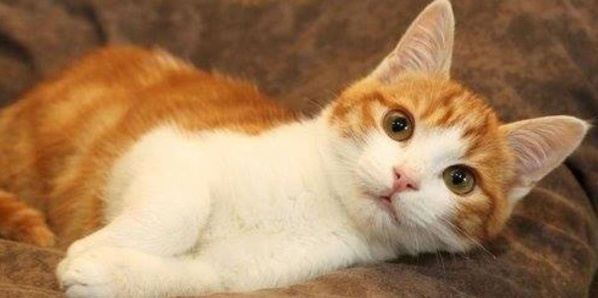 Recalés à l’entrée d’une soirée, Trois jeunes  tuent un chat pour se venger