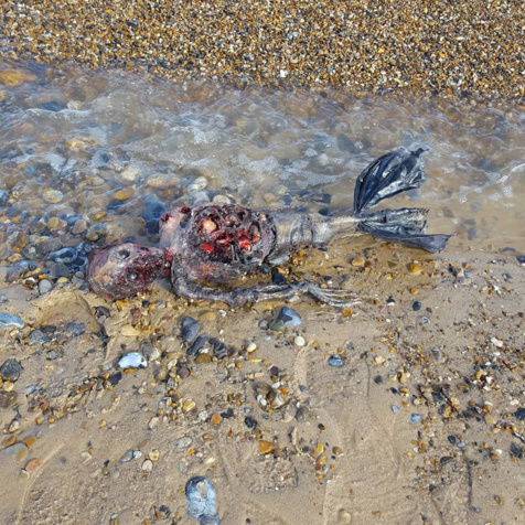 Insolite : Une créature bizarre au bord de la mer..