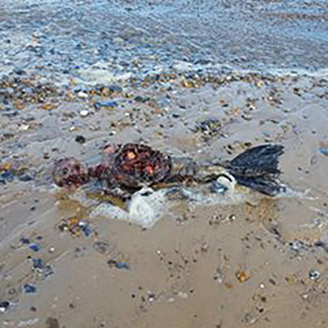 Insolite : Une créature bizarre au bord de la mer..