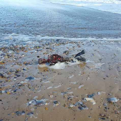 Insolite : Une créature bizarre au bord de la mer..