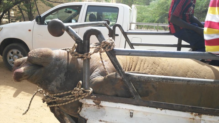 Un lamantin échoue et meurt sur le pont de la rivière Taouey.