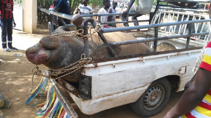 Un lamantin échoue et meurt sur le pont de la rivière Taouey.