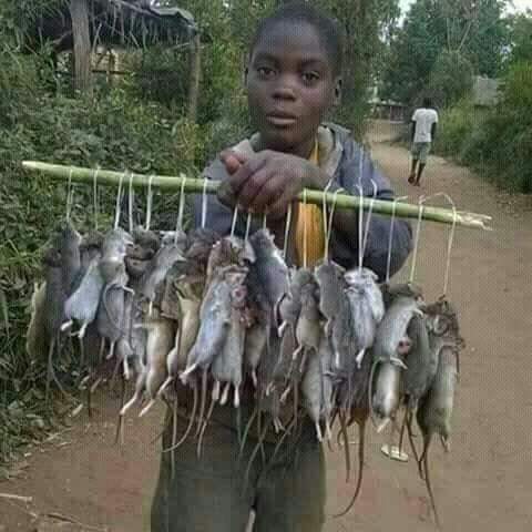 Ce gosse est un spécialiste des souris africaines. No comment...