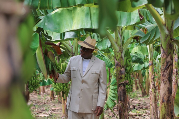 Photos : Visite du Président Macky Sall dans les plantations de banane (200 ha) de Mamadou Sall et de CORPROBAT á Laboya (Tambacounda)