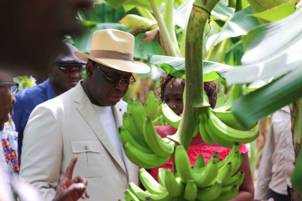 Photos : Visite du Président Macky Sall dans les plantations de banane (200 ha) de Mamadou Sall et de CORPROBAT á Laboya (Tambacounda)