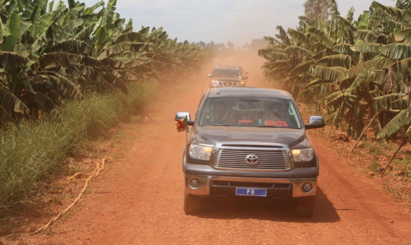Photos : Visite du Président Macky Sall dans les plantations de banane (200 ha) de Mamadou Sall et de CORPROBAT á Laboya (Tambacounda)