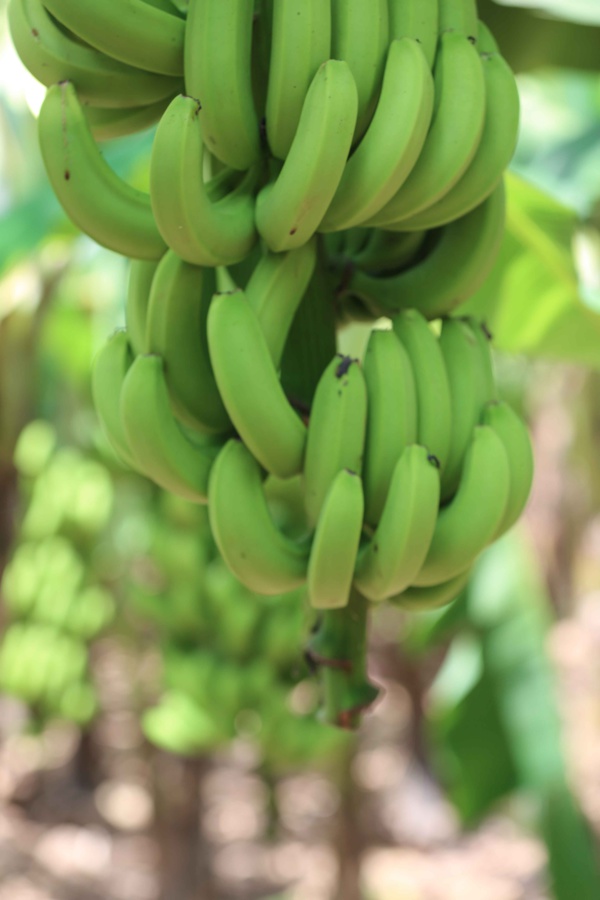 Photos : Visite du Président Macky Sall dans les plantations de banane (200 ha) de Mamadou Sall et de CORPROBAT á Laboya (Tambacounda)