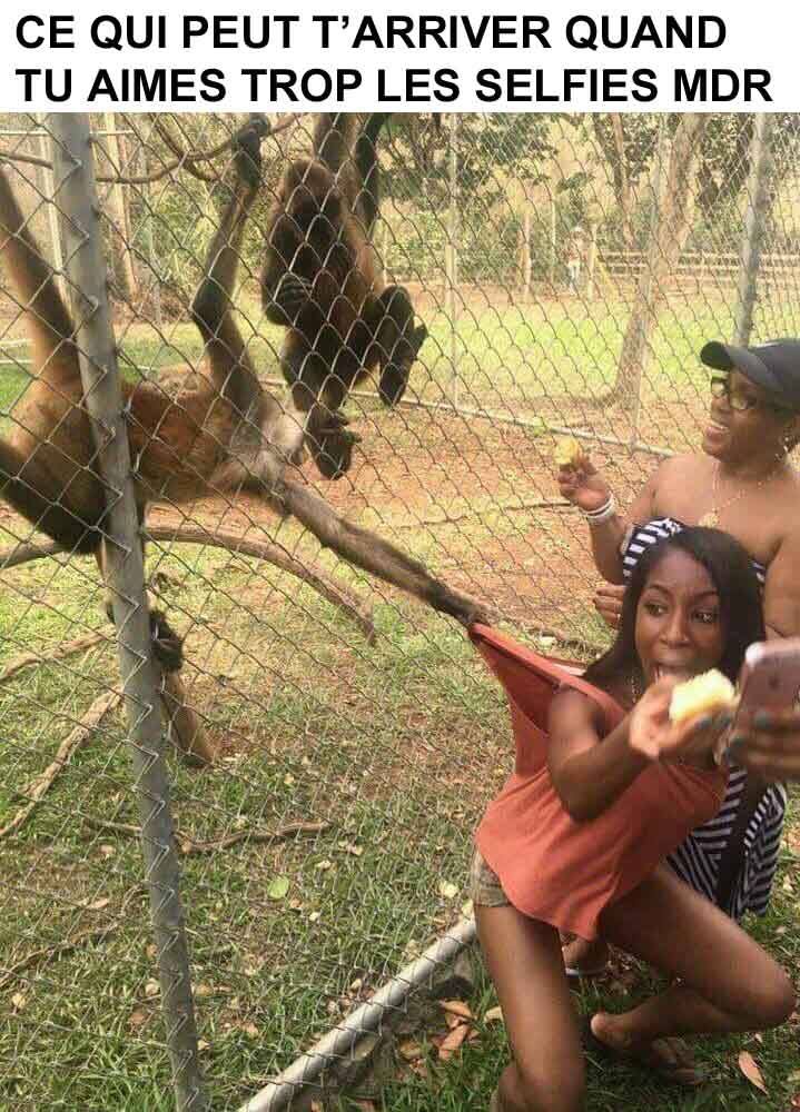 Quand vous faites selfie dans un zoo évitez la jalousie des...